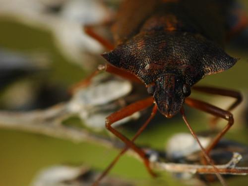 Pentatoma rufipes