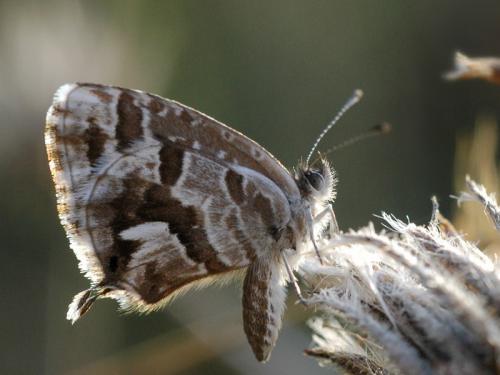photo de papillon
