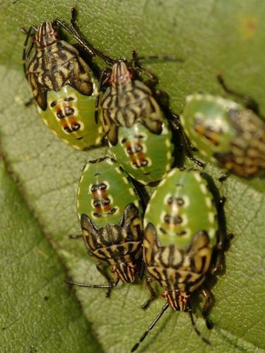 Elasmucha grisea grisea