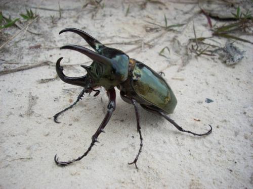 Chalcosoma sp.