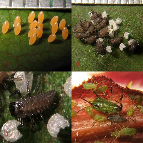 Harmonia axyridis