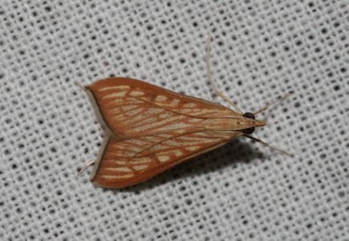 Réf. 25 409 : Antigastra catalaunalis