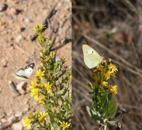 Colias croceus