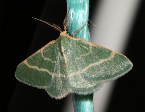 Microloxia herbaria