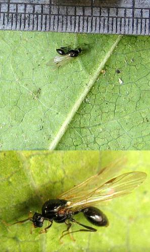 Réf. 25 299 : Crematogaster sp.