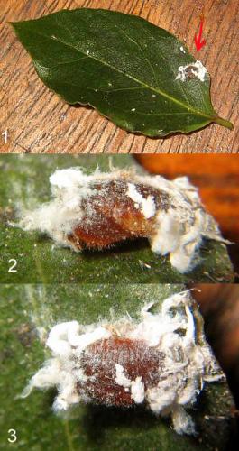 Réf. 25 241 : Cryptolaemus montrouzieri