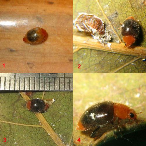 Réf. 25 586 : Cryptolaemus montrouzieri