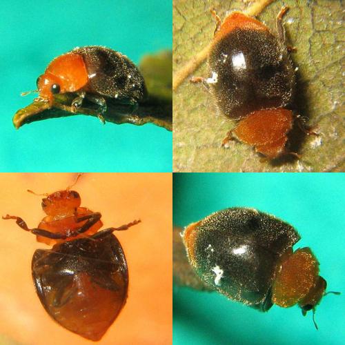 Cryptolaemus montrouzieri