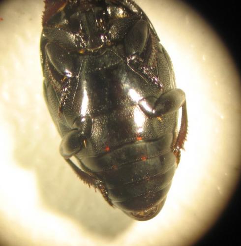 Réf. 25 020 : Saprinus planiusculus