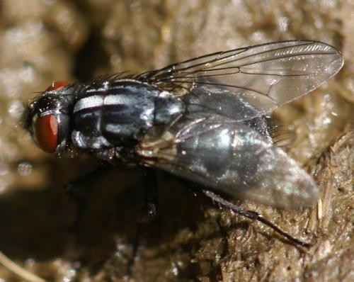 Réf. 25 970 : Morellia sp.