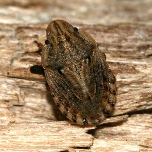 Réf. 25 321 : Sciocoris cursitans