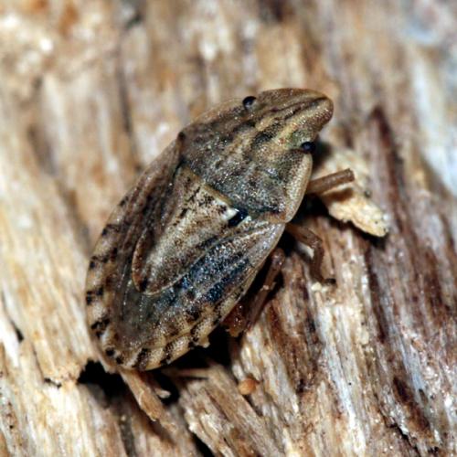 Réf. 25 322 : Sciocoris cursitans