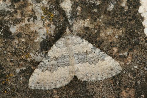Scotopteryx octodurensis