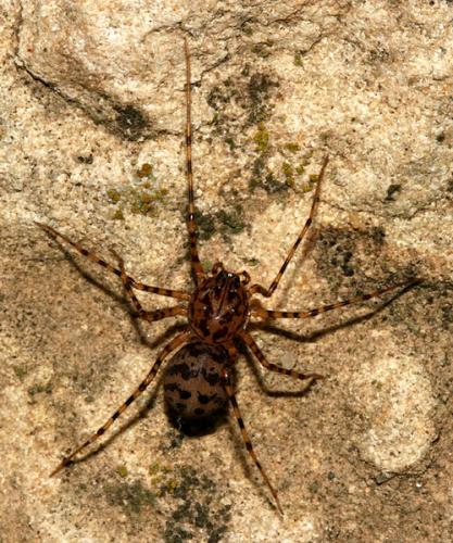 Réf. 25 165 : Scytodes thoracica
