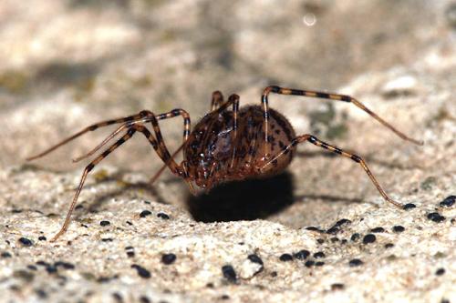 Réf. 25 166 : Scytodes thoracica