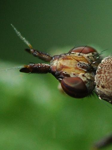 Euthycera cribrata