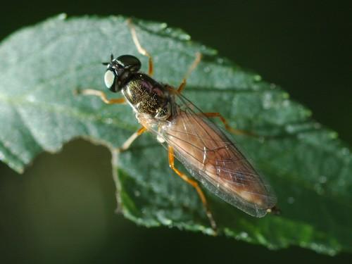 Sargus bipunctatus