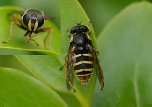 Sericomyia silentis