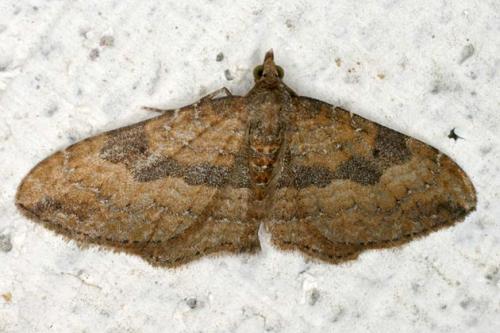 Nycterosea obstipata