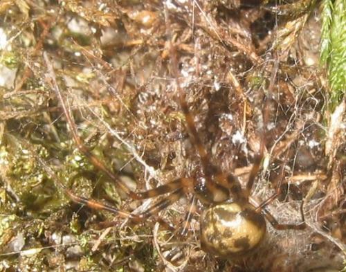 Labulla flahaulti