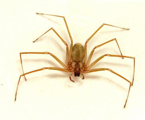 Réf. 25 960 : Loxosceles rufescens