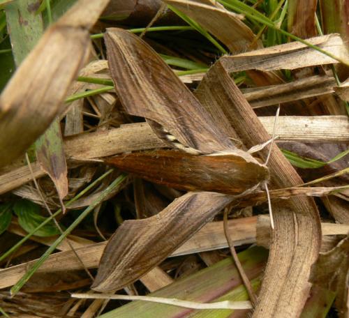 Xylophanes tersa