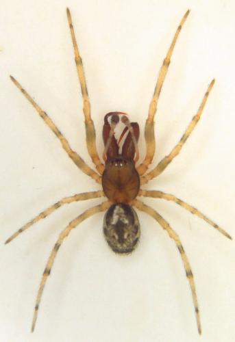 Enoplognatha mandibularis