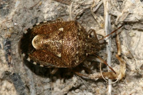 Staria lunata
