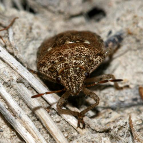 Staria lunata