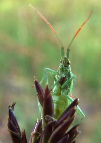 Stenodema calcarata