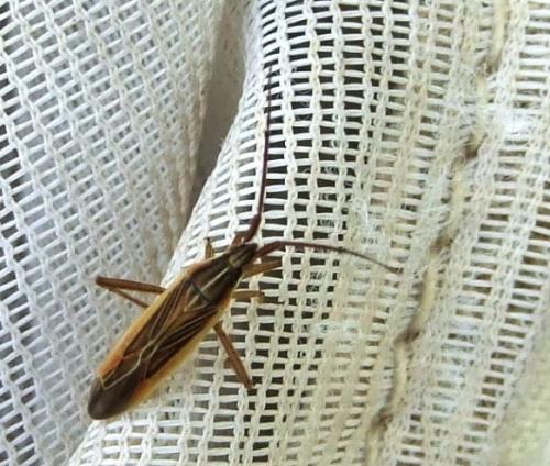 Stenodema calcarata