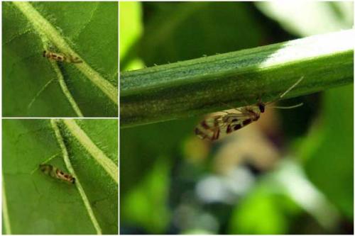 Graphopsocus cruciatus