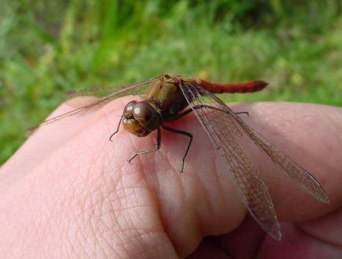 Réf. 25 881 : Sympetrum striolatum