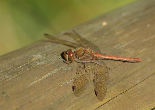 Sympetrum striolatum