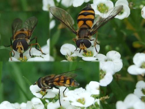 Réf. 25 674 : Didea fasciata