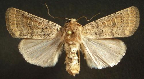 Réf. 25 458 : Hoplodrina sp.