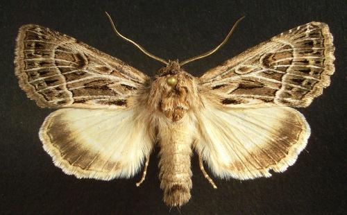 Réf. 25 497 : Thalpophila vitalba
