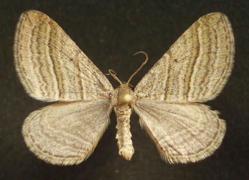 Phibalapteryx virgata