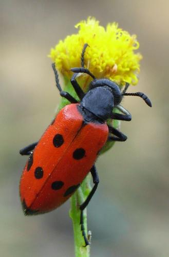 Réf. 25 759 : Mylabris quadripunctata