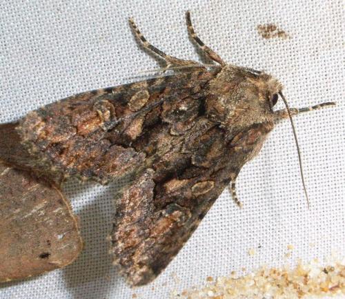 Dryobotodes tenebrosa