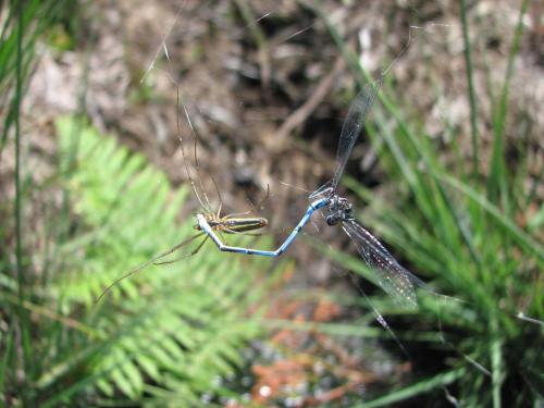 Tetragnatha sp.