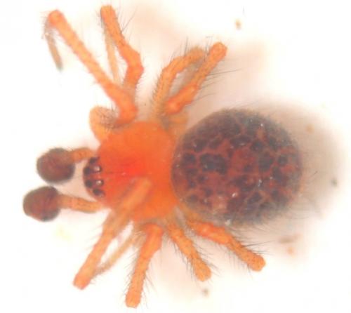 Réf. 25 709 : Ruborridion musivum