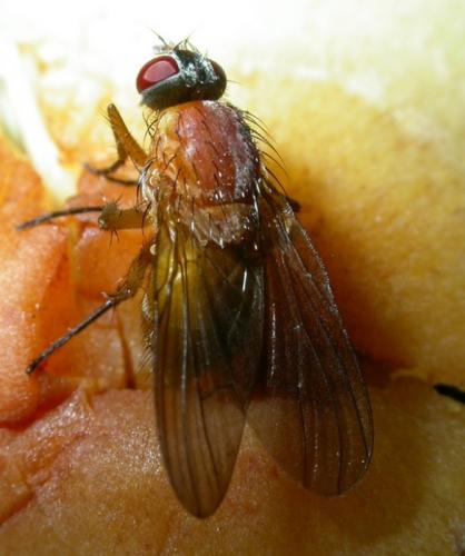 Réf. 25 921 : Thricops diaphanus