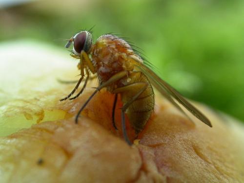 Réf. 25 922 : Thricops diaphanus