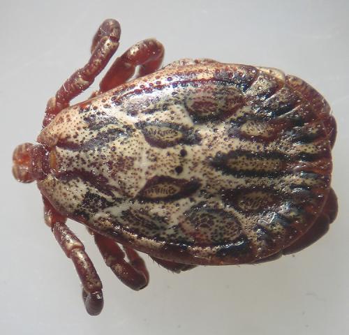 Réf. 25 433 : Dermacentor marginatus