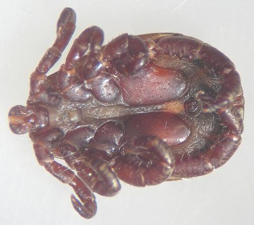 Dermacentor marginatus