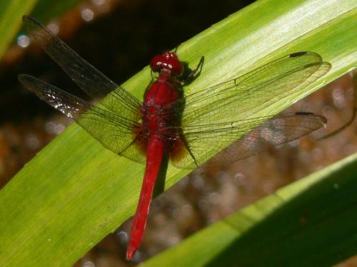 Erythrodiplax sp.