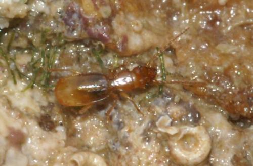 Réf. 25 317 : Aepus robinii