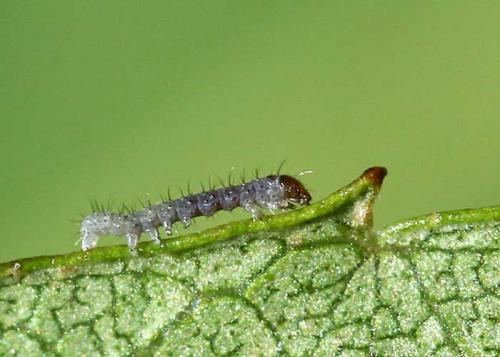 Réf. 25 624 : Trigonophora flammea