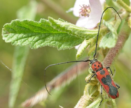 Tylosis maculatus